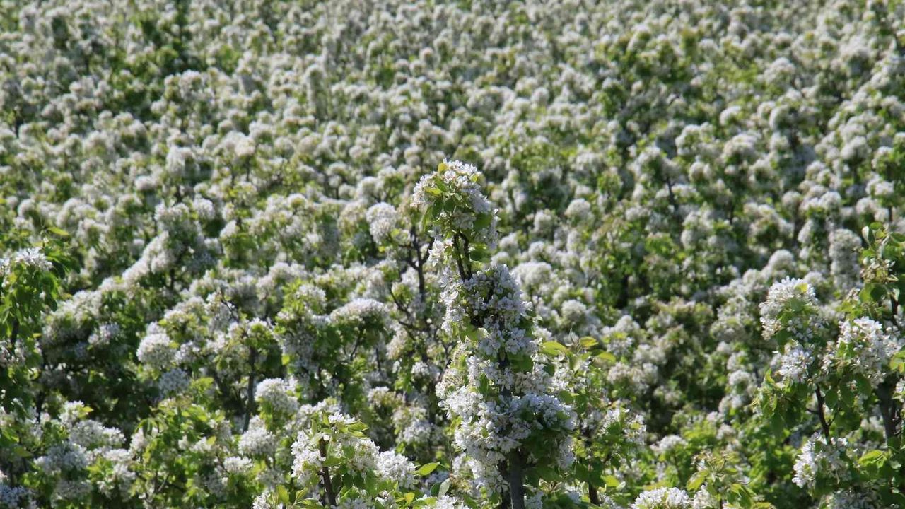 Mersin’de bahçeler beyaz gelinliğini giydi