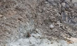Artvin’de baraj ve yol şantiyeleri yaban keçilerinin uğrak noktası haline geldi
